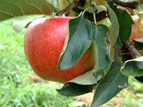 ���_��W���[�X�p�ɂ񂶂�